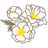 viesu nams Baltās Anemones