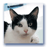 Bannock Humane Society