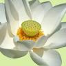 Bao Anh