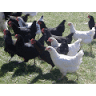 Barling Poultry