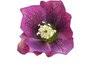 B and B Lenten Roses