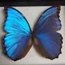 Bear Mountain Butterfly Sanctuary