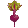 Beet Street Yarn