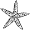 Behavior and Education Support Services