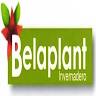 Belaplant S.C de R.L de C.V