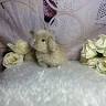 Belle's Bunny Boutique