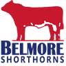 Belmore Shorthorns