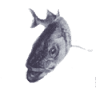 Ben's Fish Ltd