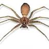 Best Pest Solutions