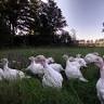 Biehl's Dressed Turkeys