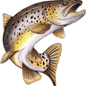Big Brown Fish & Pay Lakes