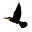 Birding In Spain