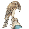 Bird on the Hand Falconry Experiences