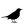 Blackbird Acupuncture Clinic