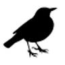 Blackbird Avenue