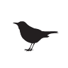 Blackbird Bar & Grill
