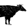 The Black Cow Coffee Co