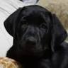 Black Dog Enterprises