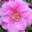 Blofield Nurseries