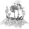 Bloodroot