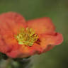 Bloomfield's Flower Barn | Fresh and Dried Flowers | F L O R I S T | Somerset, E. Huntspill |