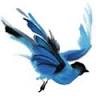 Bluebird Bakery and Cafe