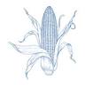 Blue Corn Harvest Bar and Grill