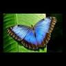 Blue Morpho Organic Skin Shop