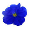 Blue Petunia Quilts