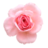 Blume Designs Floral & Gift Studio of Daniel Island