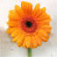 Silke Engel Blumen