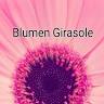 Blumen Girasole