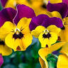Blumen Kaufmann Rennweg