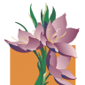 Blumen Nötzold