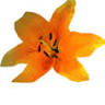 Blumenhaus Präg