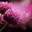 Blumen Sieglinde Wurm