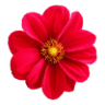 Blumenhaus Carle