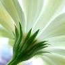 Blumen Löw, Inh.: Christine Schmid