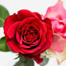 Blumen Rothe