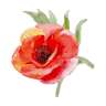 Bolsover Flowers