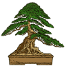 Bonsai Society of South Australia
