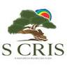Bonsai S. Cris