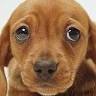 Lynn Pet Clinic