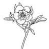 Branches and Blooms Design
