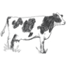 bream creek dairy