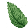 Brennessel Naturkost