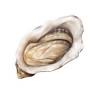 BST Oyster Supplies Pty Ltd