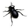 Perfection Pest Management