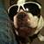 Bulldogbliss