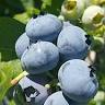 Bumbleberry Acres